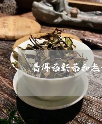 普洱茶新茶和老茶/2023031677470