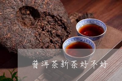 普洱茶新茶好不好/2023041392847