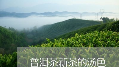 普洱茶新茶的汤色/2023041306340