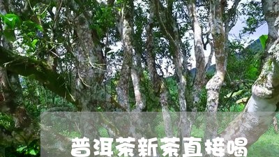 普洱茶新茶直接喝/2023041082584