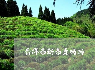 普洱茶新茶贵吗吗/2023031762693