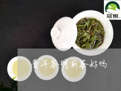 普洱茶明前茶好吗/2023041189484