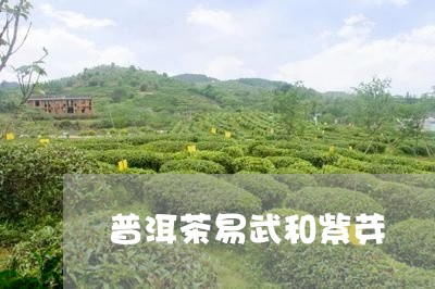 普洱茶易武和紫芽/2023033169205