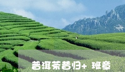 普洱茶昔归+班章/2023031757249