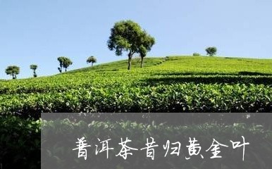 普洱茶昔归黄金叶/2023031782814