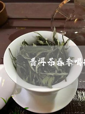 普洱茶春季喝行吗/2023041020770