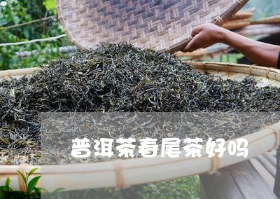 普洱茶春尾茶好吗/2023041128271