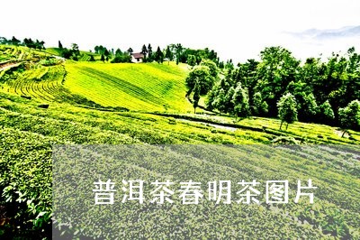 普洱茶春明茶图片/2023041181617