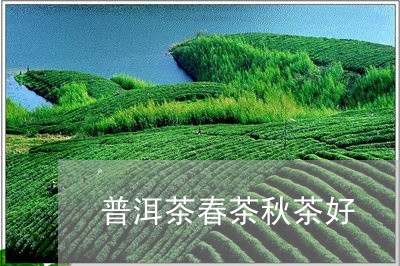 普洱茶春茶秋茶好/2023031613836