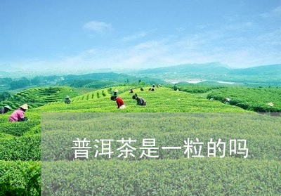 普洱茶是一粒的吗/2023033037169