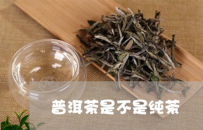 普洱茶是不是纯茶/2023041135350