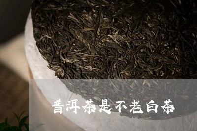 普洱茶是不老白茶/2023040956250