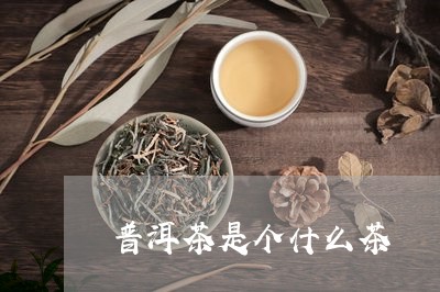 普洱茶是个什么茶/2023041173039