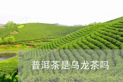 普洱茶是乌龙茶吗/2023041369503