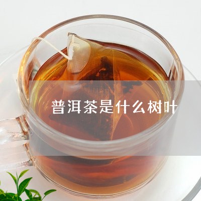 普洱茶是什么树叶/2023031657372