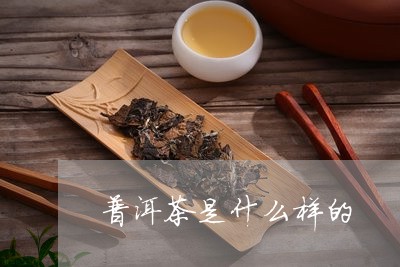 普洱茶是什么样的/2023031841614