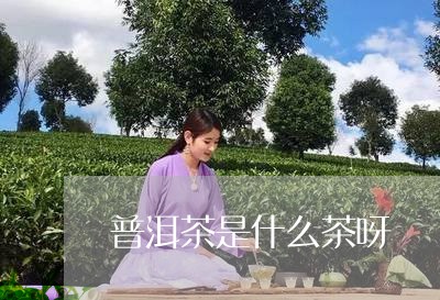 普洱茶是什么茶呀/2023031689492