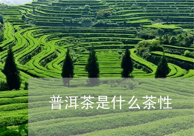 普洱茶是什么茶性/2023041196959