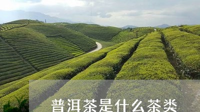 普洱茶是什么茶类/2023031836050