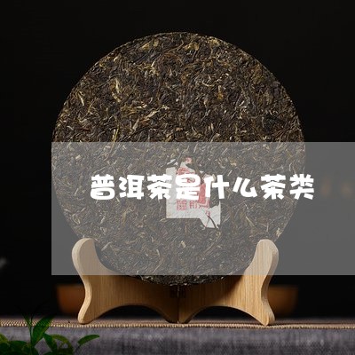 普洱茶是什么茶类/2023041482707