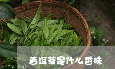 普洱茶是什么香味/2023031876270