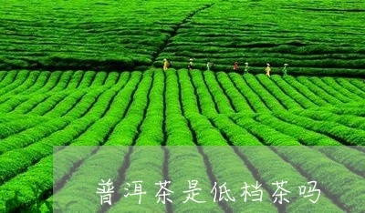 普洱茶是低档茶吗/2023041152814