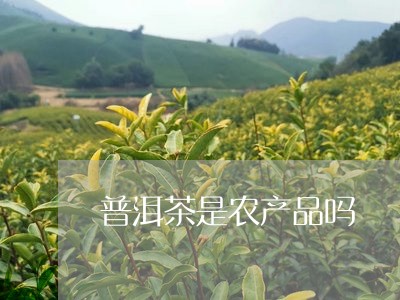 普洱茶是农产品吗/2023033105241