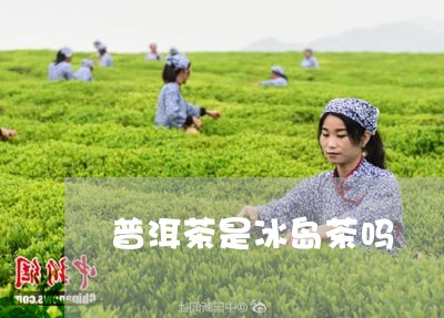 普洱茶是冰岛茶吗/2023041391815