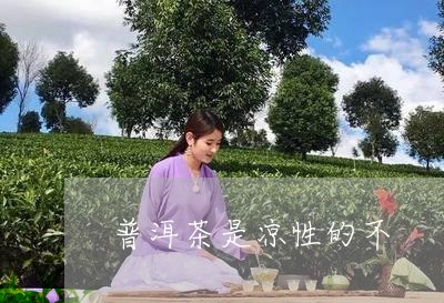 普洱茶是凉性的不/2023033068380