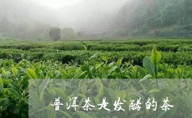 普洱茶是发酵的茶/2023041104040