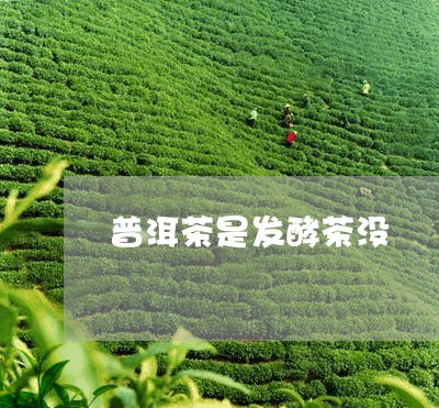 普洱茶是发酵茶没/2023031542936