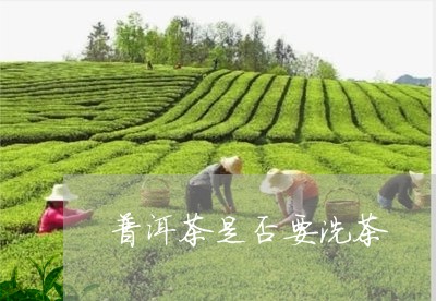 普洱茶是否要洗茶/2023041140713