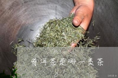 普洱茶是哪一类茶/2023041391692