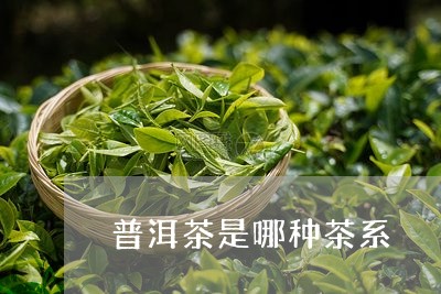 普洱茶是哪种茶系/2023041101705