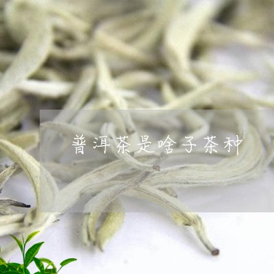 普洱茶是啥子茶种/2023031847069