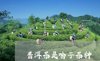 普洱茶是啥子茶种/2023041306059