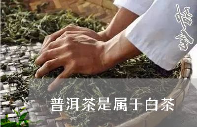 普洱茶是属于白茶/2023041011614