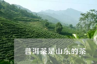 普洱茶是山东的茶/2023041182684