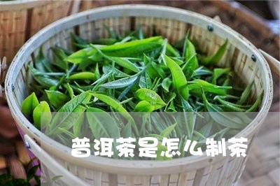 普洱茶是怎么制茶/2023041136169