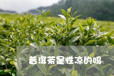 普洱茶是性凉的吗/2023033036159