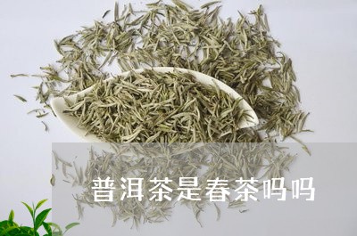 普洱茶是春茶吗吗/2023031747159