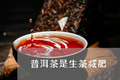 普洱茶是生茶减肥/2023041121826