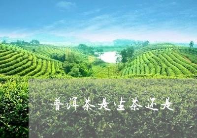 普洱茶是生茶还是/2023041163614