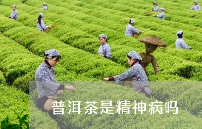 普洱茶是精神病吗/2023033092936