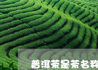 普洱茶是茶名称吗/2023031638302