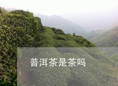 普洱茶是茶吗/2023031765157