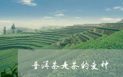 普洱茶是茶的变种/2023041168404