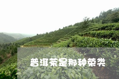 普洱茶是那种荣类/2023031670704