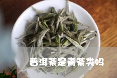 普洱茶是青茶类吗/2023041344052