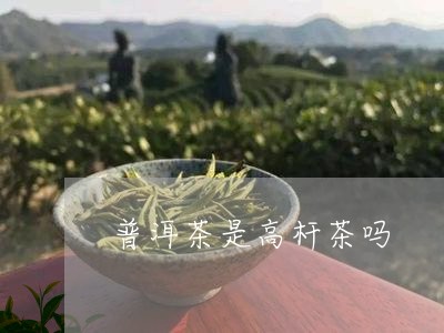 普洱茶是高杆茶吗/2023041171713